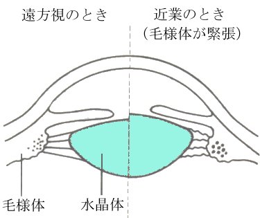 近業時の毛様体の緊張