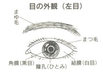 目の外観(左目)