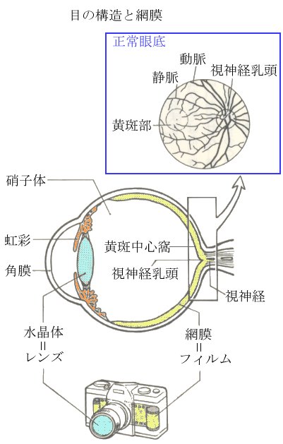 目の構造と網膜