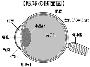 眼球の断面図