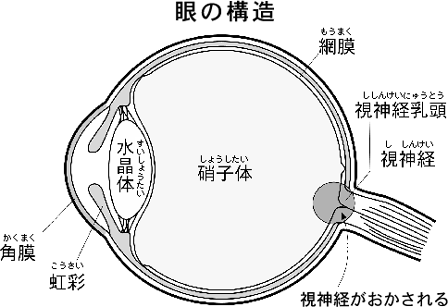 眼の構造