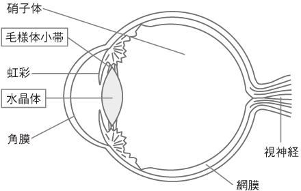 目は、硝子体、毛様体小帯、虹彩、水晶体、角膜、網膜、視神経からなっています。