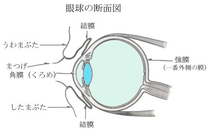 眼球の断面図