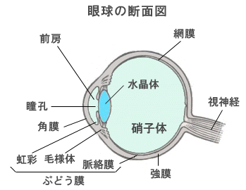 ぶどう膜炎 目についての健康情報 公益社団法人 日本眼科医会 ぶどう膜炎 目についての健康情報 公益社団法人 日本眼科医会