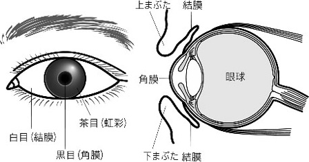 ウイルス性結膜炎 目についての健康情報 公益社団法人 日本眼科医会