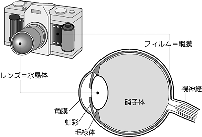 カメラでいうと水晶体はレンズ、そして網膜はフィルムの役割を果たしています。