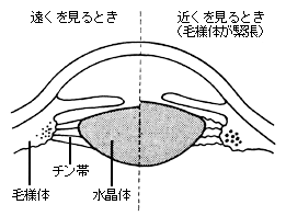 近くを見るときは、毛様体が緊張している状態です。