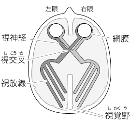 5 心因性視力障害の診断 子どもの目の心身症 心因性視力障害 目についての健康情報 公益社団法人 日本眼科医会 5 心因性視力障害の診断 子どもの目の心身症 心因性視力障害 目についての健康情報 公益社団法人 日本眼科医会