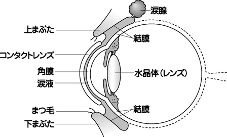 コンタクトレンズを装着したときの目の断面図