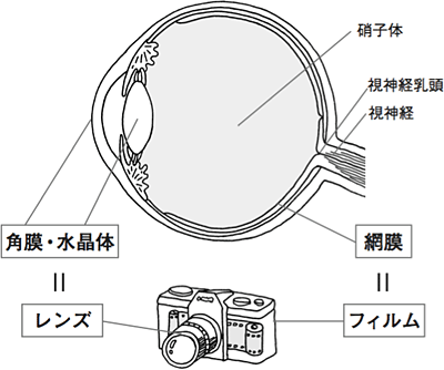 4 ものが見えるしくみ 目の定期検査のすすめ 目についての健康情報 公益社団法人 日本眼科医会 4 ものが見えるしくみ 目の定期検査のすすめ 目についての健康情報 公益社団法人 日本眼科医会