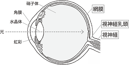 緑内障の漢方治療｜眼組織・眼底・視神経乳頭の老化に漢方薬