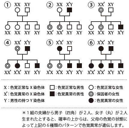 6 色覚異常は遺伝なの 色覚異常といわれたら 目についての健康情報 公益社団法人 日本眼科医会