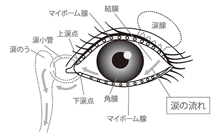 目の表面はいつも涙に覆われています