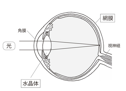 ç¼ã®æ§é 