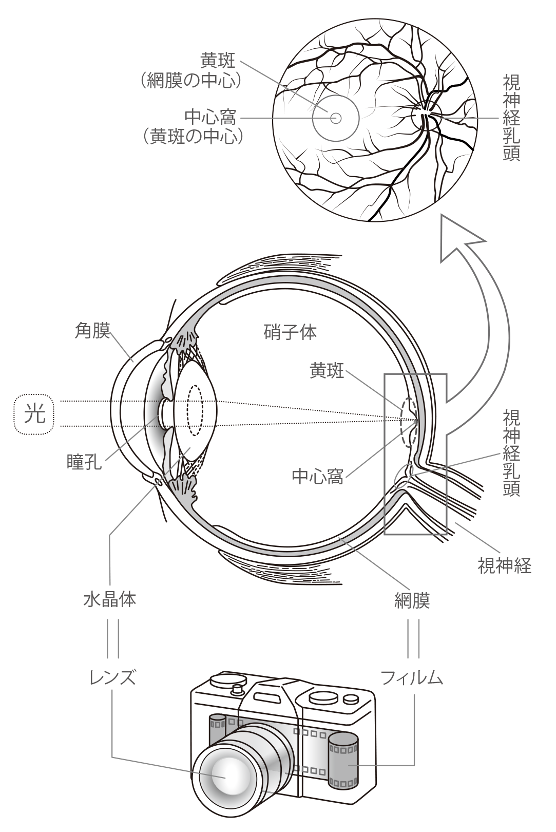 2 目のしくみと黄斑 40 歳を過ぎたなら知っておきたい黄斑前膜 診断と治療 目についての健康情報 公益社団法人 日本眼科医会
