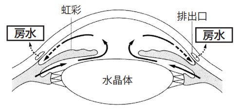 房水の流れ